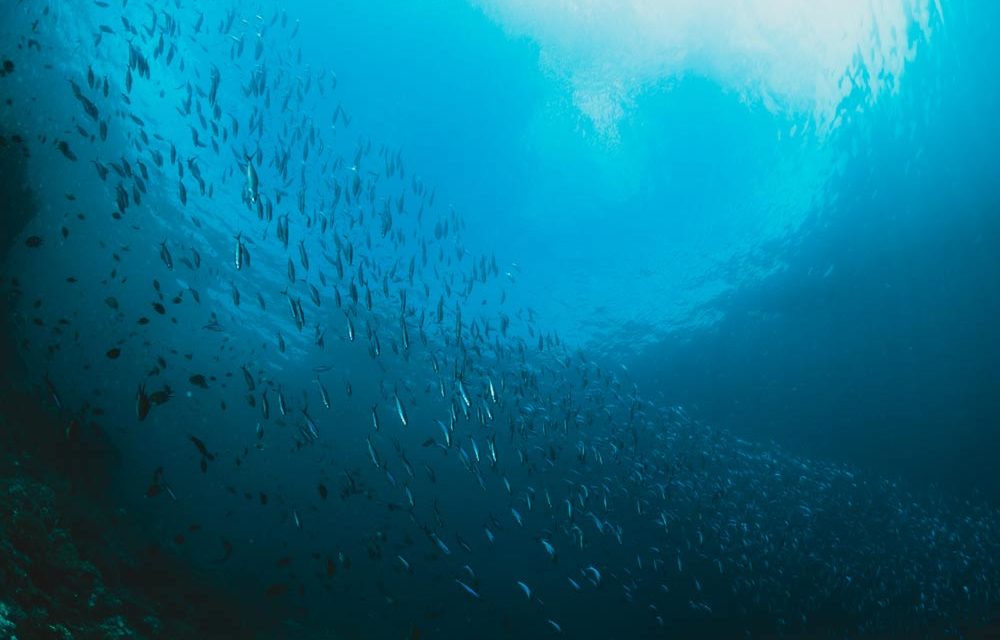 3 – Sauvegarder les océans et préserver leurs ressources