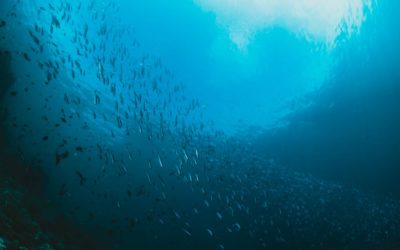 3 – Sauvegarder les océans et préserver leurs ressources