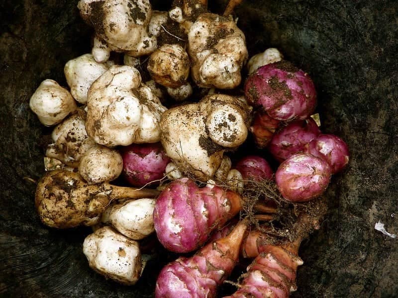 FIND OUT ABOUT THE JERUSALEM ARTICHOKE