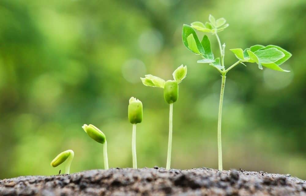 Un emballage à œufs qui fait pousser des plantes !