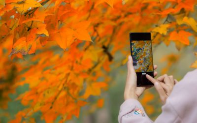 Identifiez les êtres-vivants avec NatureiD