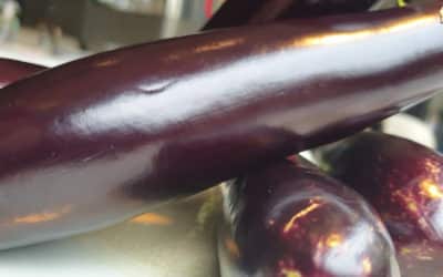 Bien choisir ses aubergines avec Massimo Tringali