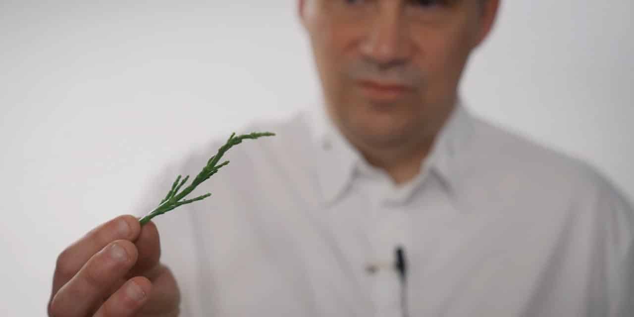 How to choose samphire with Gaël Orieux