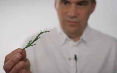 Bien choisir ses salicornes avec Gaël Orieux