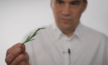 How to choose samphire with Gaël Orieux