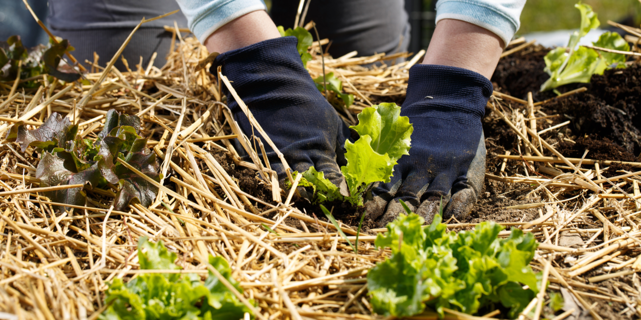 Gardening with straws