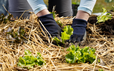 Le paillage pour entretenir les jardins