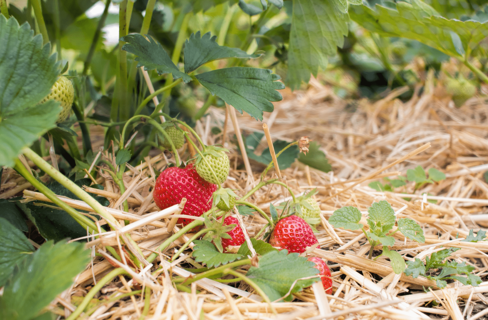 What is a plant straw? – plantstraws