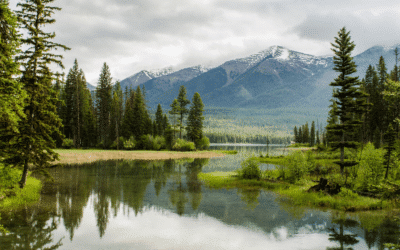 Le monde végétal éprouve des émotions