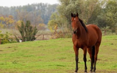 Les chevaux, nos alliés santé