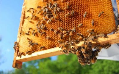 Devenez happyculteur !