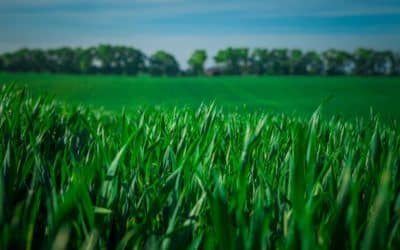 L’irrigation régulée par les plantes !