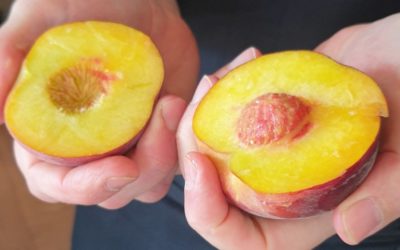 Bien choisir ses pêches avec Massimo Tringali