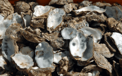 De l’art de la table en coquillage