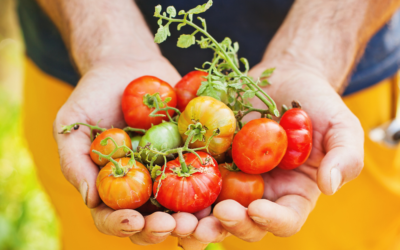 Bien choisir ses tomates avec Guy Krenzer