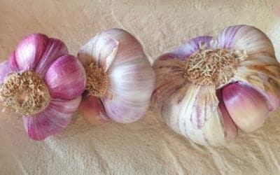 Bien choisir son ail avec Massimo Tringali