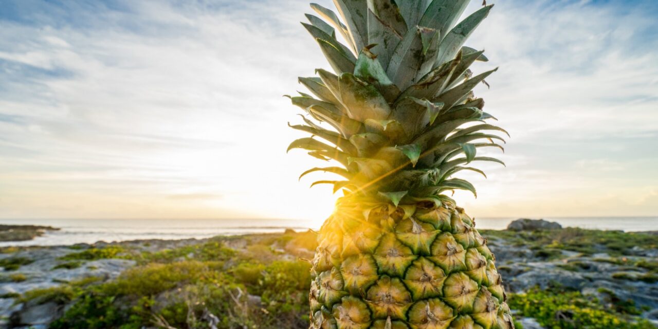 The fashion effect of pineapple fiber