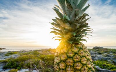 L’effet de mode en fibres d’ananas