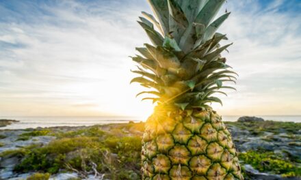 The fashion effect of pineapple fiber