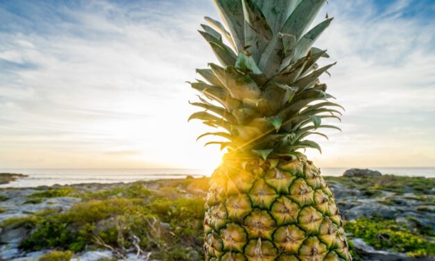 The fashion effect of pineapple fiber