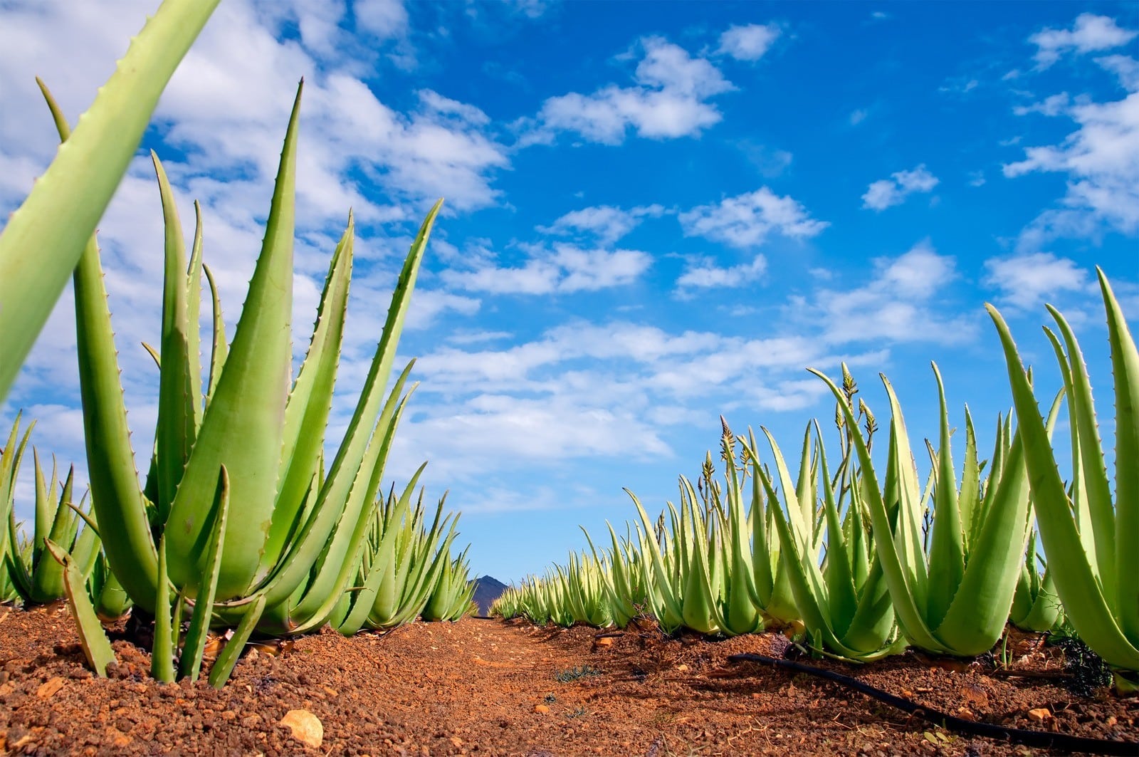 aloe vera