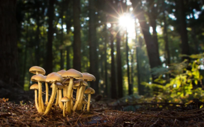 Champignon, 1 super aliment