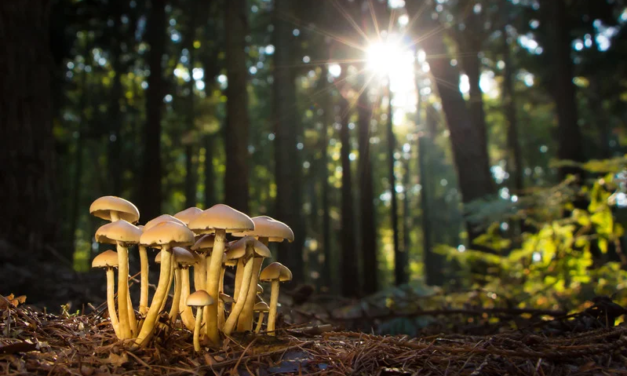Mushrooms: A super food