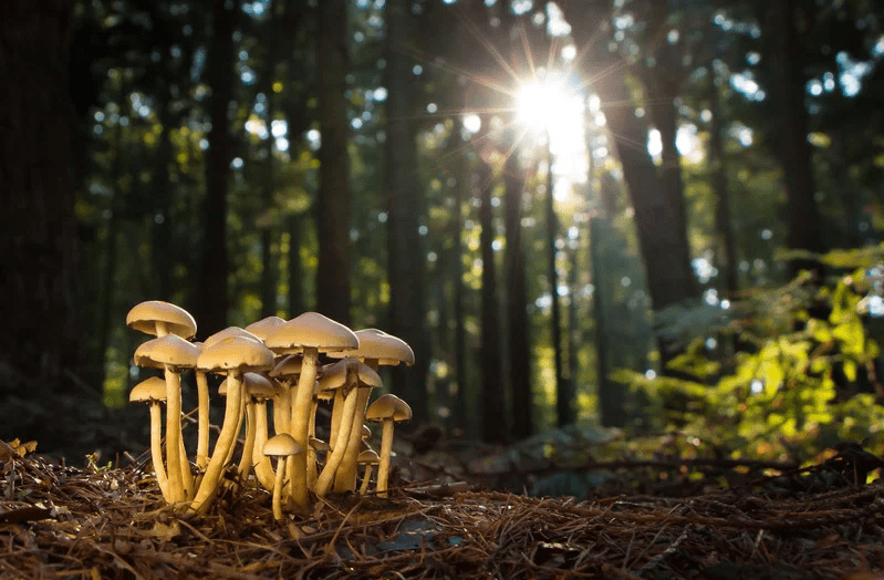 Champignon, 1 super aliment