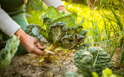 Les bienfaits de la permaculture et de la biodynamie