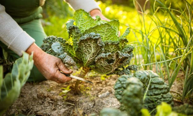 Les bienfaits de la permaculture et de la biodynamie