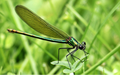 Les insectes : une nouvelle source de protéines !