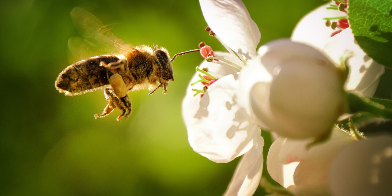 Comment protéger les abeilles