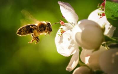 Comment protéger les abeilles