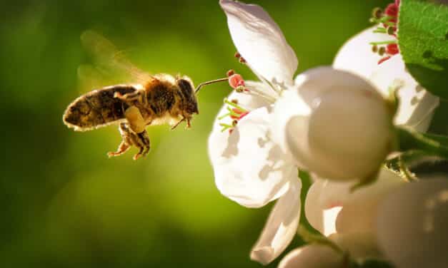 Comment protéger les abeilles