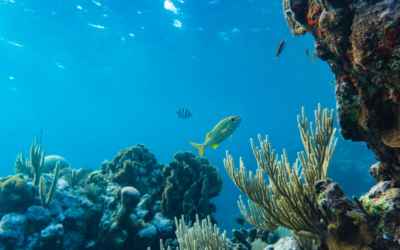 Seaqual débarrasse les océans du plastique