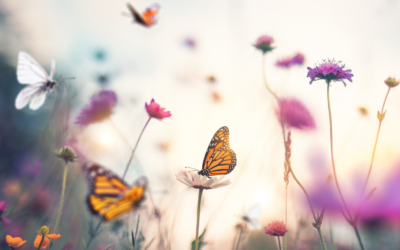 Butteflies : Top 9 flowers to plant in your garden to attract and preserve them