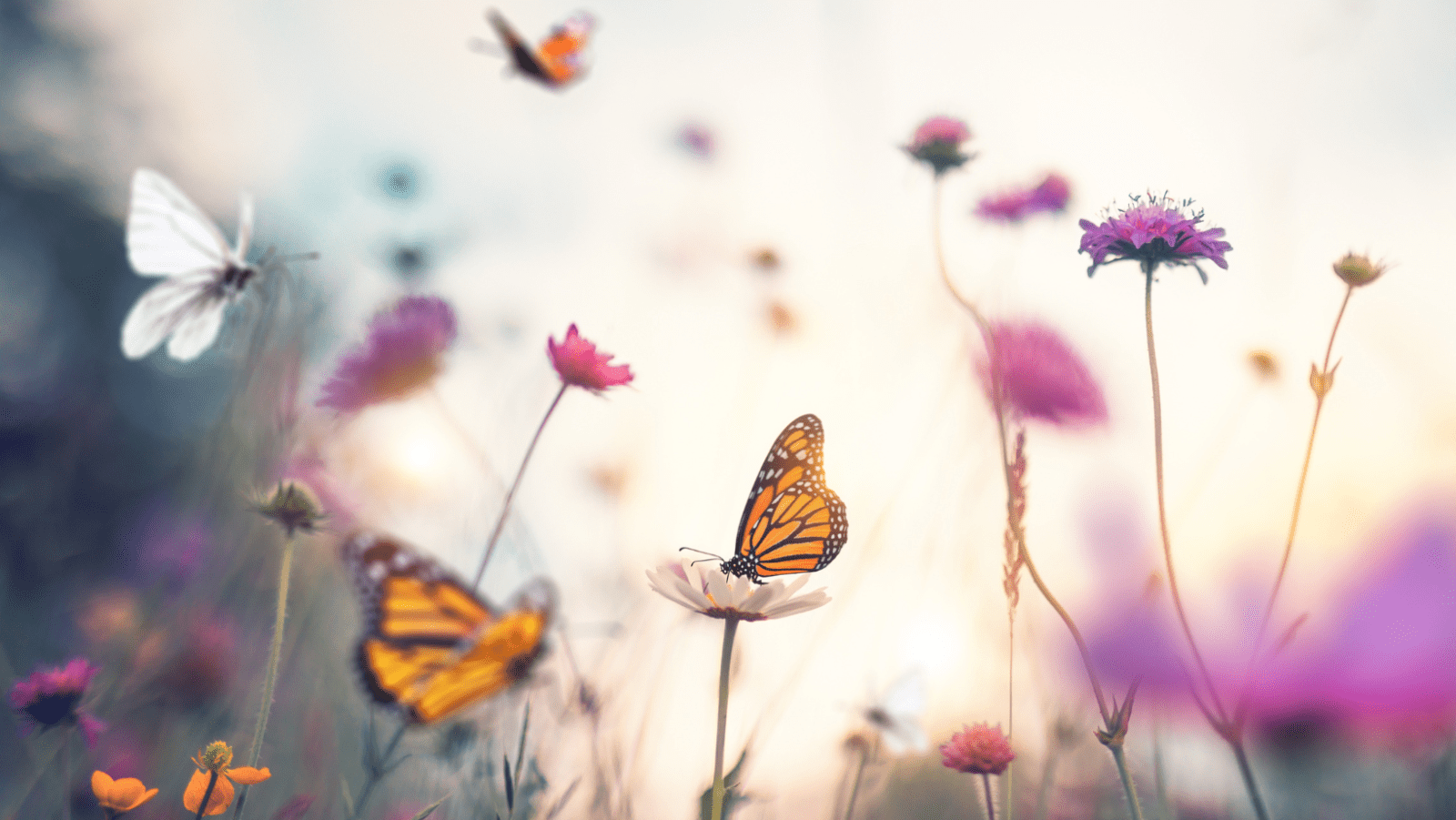 Les Papillons : 9 Plantes à Avoir Pour Les Attirer ! - LSP 1