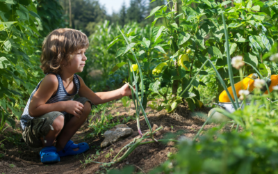 Faire pousser son petit potager à partir de vos détritus alimentaires