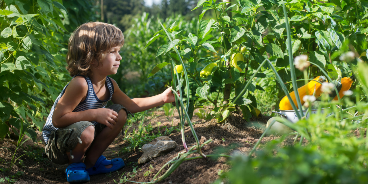 Growing a small vegetable garden from your food waste