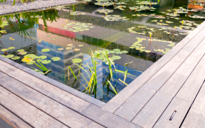 La piscine naturelle et son fonctionnement : un cercle vertueux pour un écosystème parfait