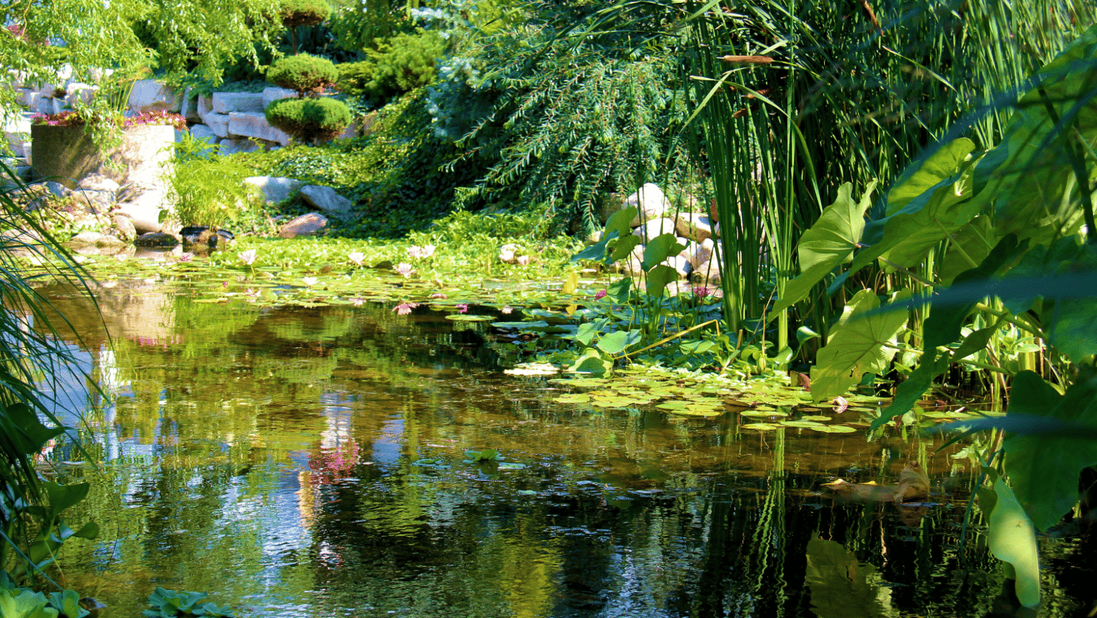 natural swimming pool