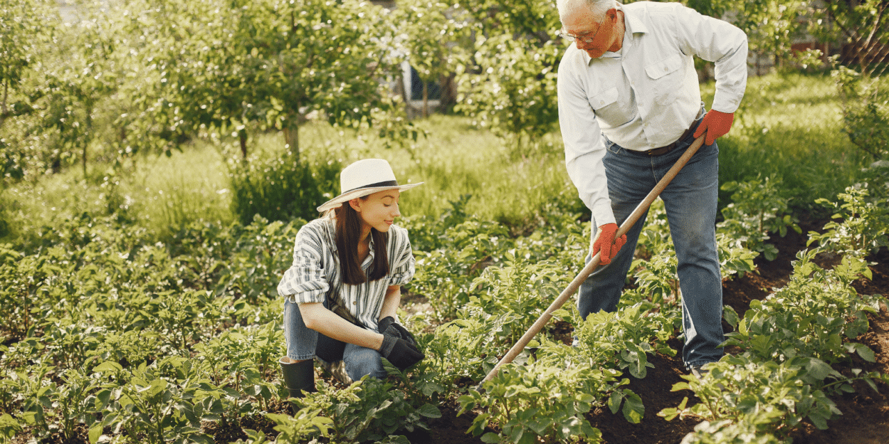 Our 7 tips for maintaining your garden during heatwaves