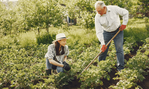 Our 7 tips for maintaining your garden during heatwaves