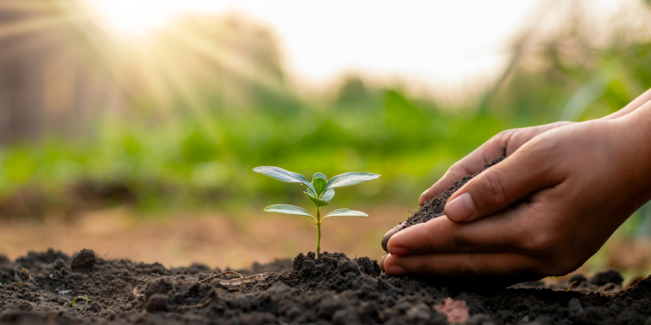 Pascal Poot: growing a vegetable garden without irrigation is possible!