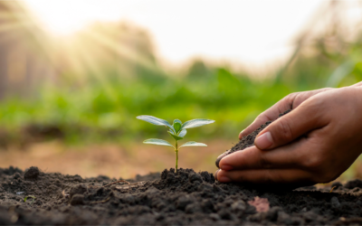 Pascal Poot : cultiver son potager sans irrigation c’est possible !