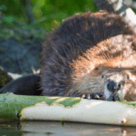Beavers: our best allies against global warming