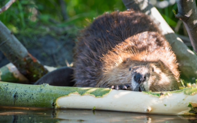 Beavers: our best allies against global warming