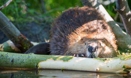 Beavers: our best allies against global warming
