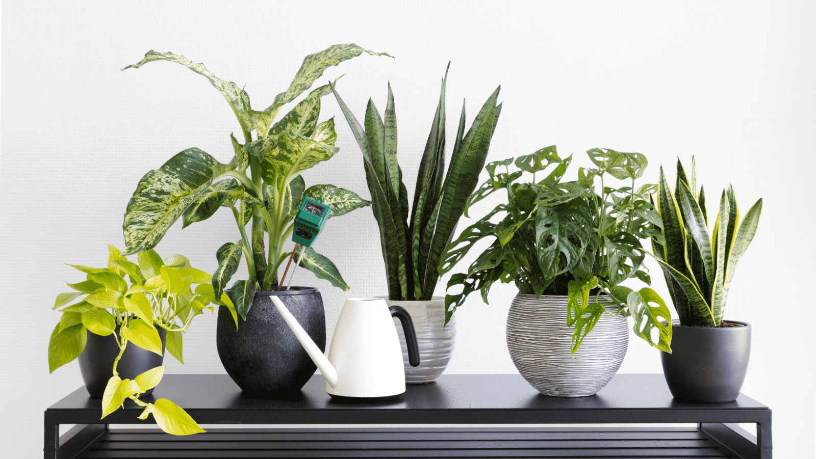 houseplants