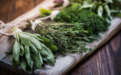 9 houseplants to decorate your home